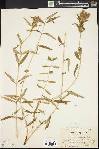 Gentiana linearis image