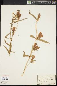 Gentiana linearis image