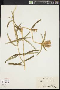 Gentiana linearis image