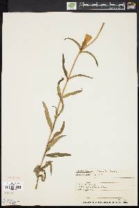 Gentiana linearis image