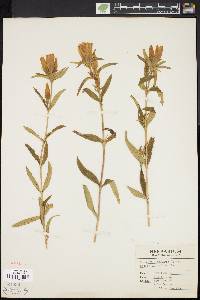 Gentiana linearis image