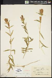 Gentiana linearis image