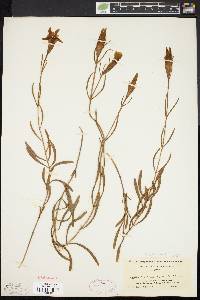 Gentiana autumnalis image