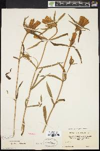 Gentiana linearis image