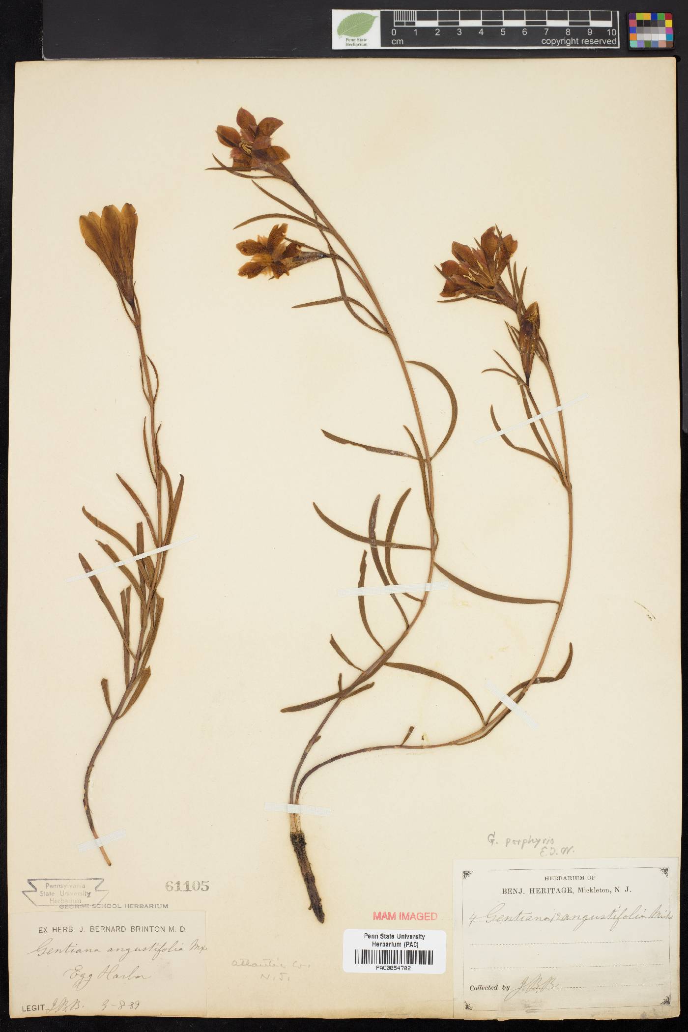 Gentiana porphyrio image