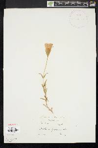 Gentianopsis detonsa subsp. detonsa image
