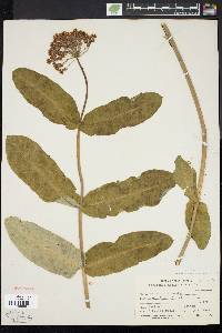 Asclepias amplexicaulis image