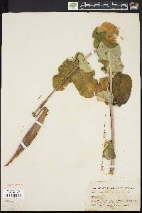 Asclepias amplexicaulis image