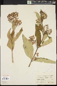 Asclepias exaltata image