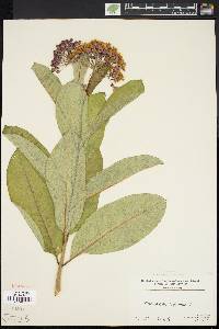 Asclepias syriaca image