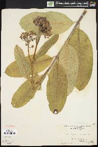 Asclepias syriaca image