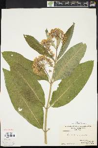 Asclepias syriaca image