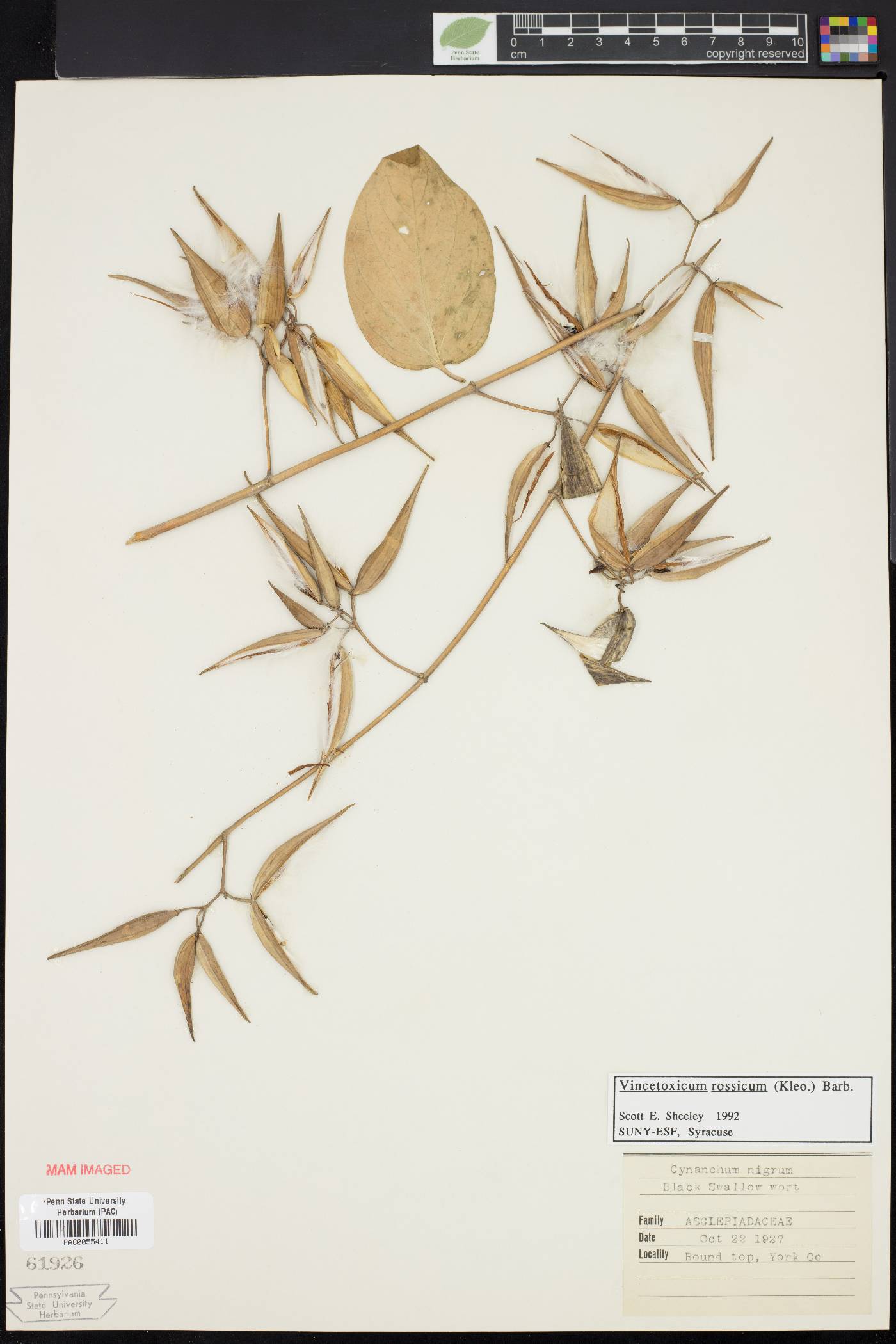 Vincetoxicum rossicum image