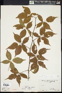 Rubus montensis image