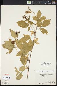 Rubus montensis image