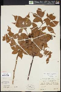 Rubus montensis image