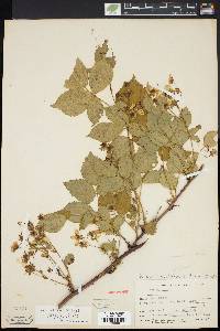 Rubus noveboracus image