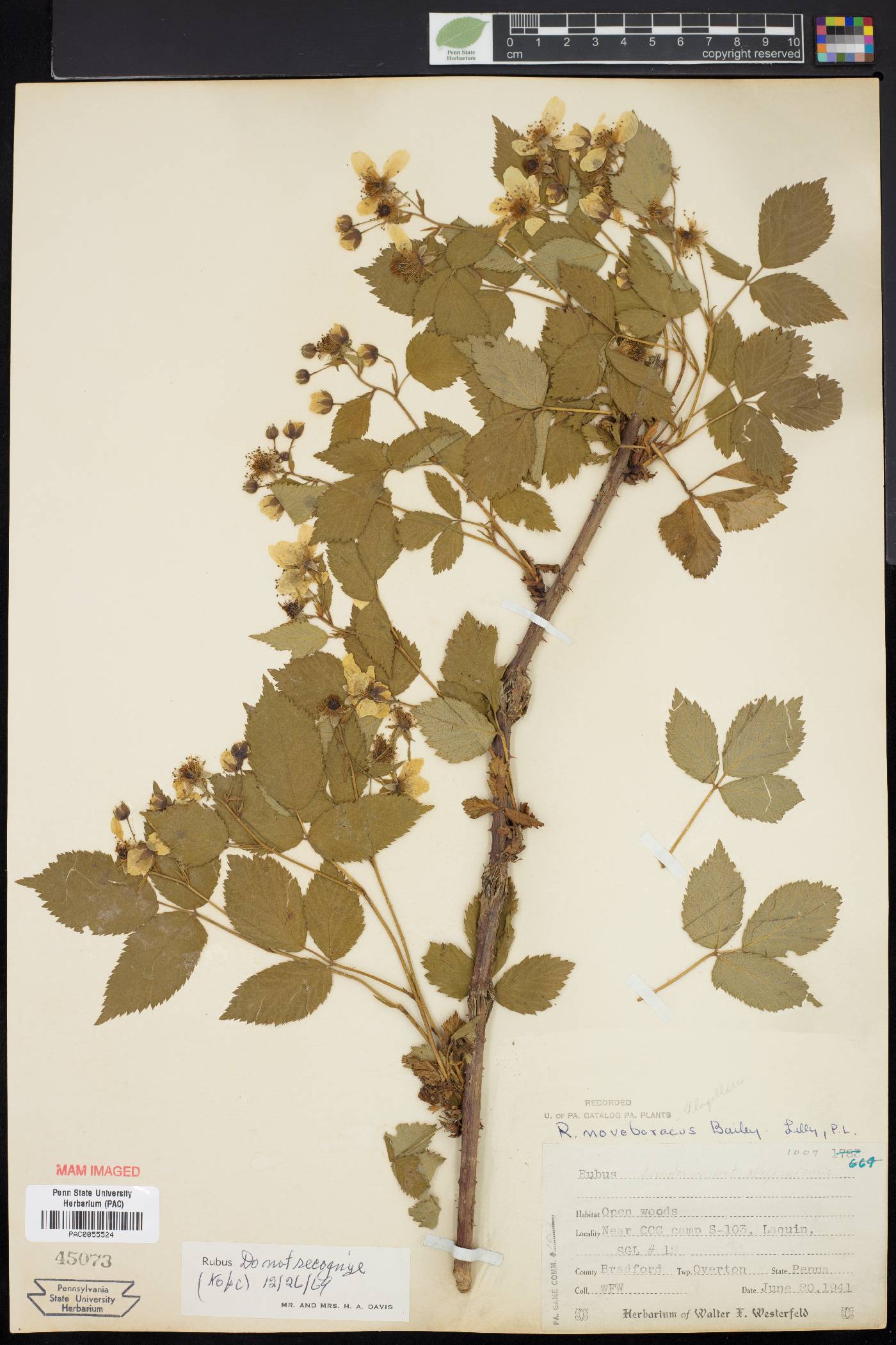 Rubus noveboracus image