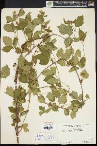 Rubus obsessus image