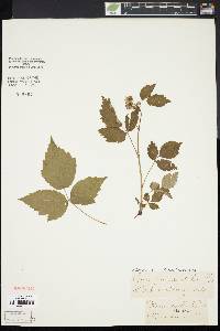 Rubus occidentalis image