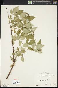 Rubus occidentalis image