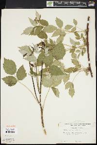 Rubus occidentalis image