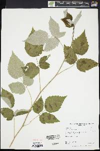 Rubus occidentalis image