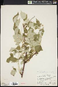 Rubus occidentalis image