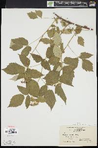 Rubus occidentalis image