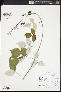 Rubus occidentalis image