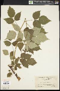 Rubus occidentalis image