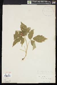 Rubus occidentalis image