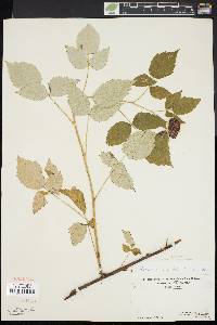 Rubus occidentalis image