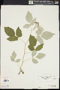 Rubus occidentalis image