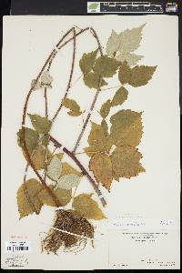 Rubus occidentalis image