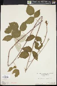 Rubus occidentalis image