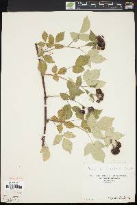 Rubus occidentalis image