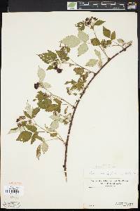 Rubus occidentalis image