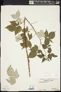 Rubus occidentalis image