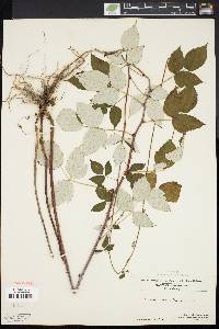 Rubus occidentalis image