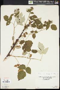 Rubus occidentalis image