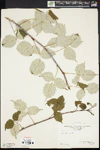 Rubus occidentalis image