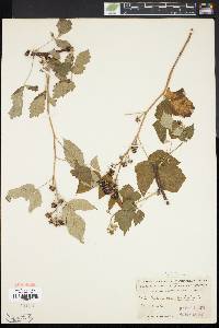 Rubus occidentalis image