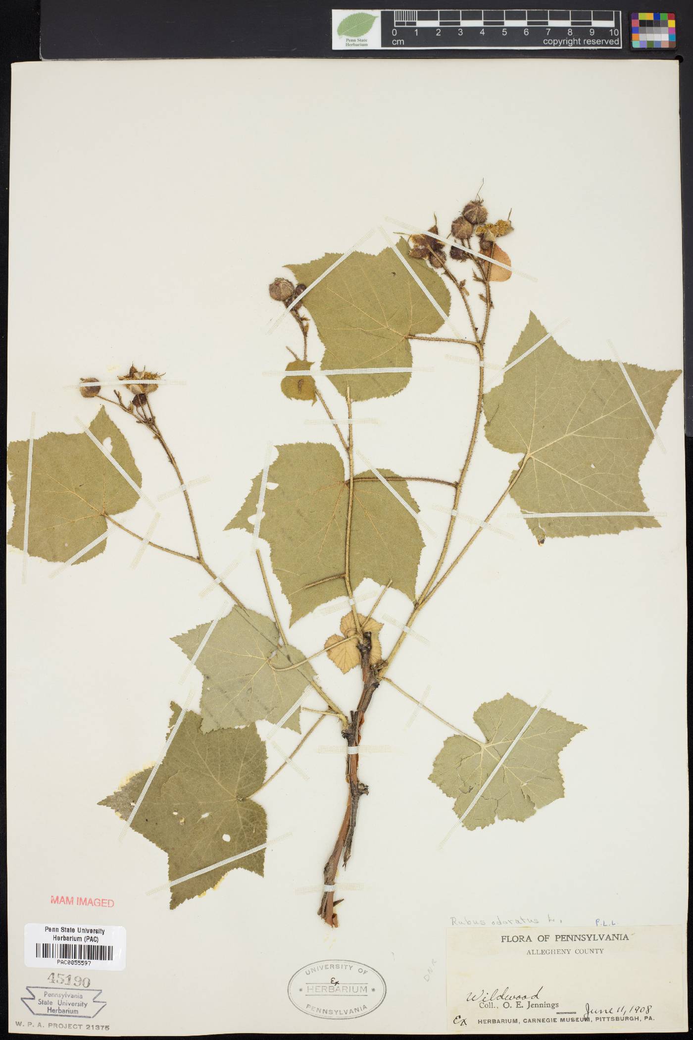 Rubus odoratus image