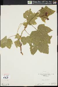 Rubus odoratus image