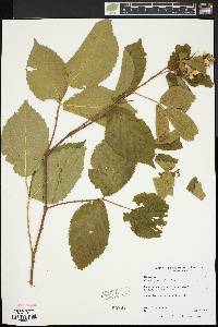 Rubus pensilvanicus image