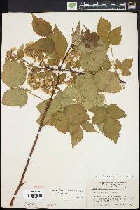 Rubus pensilvanicus image