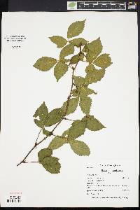 Rubus pensilvanicus image