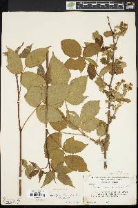 Rubus pensilvanicus image