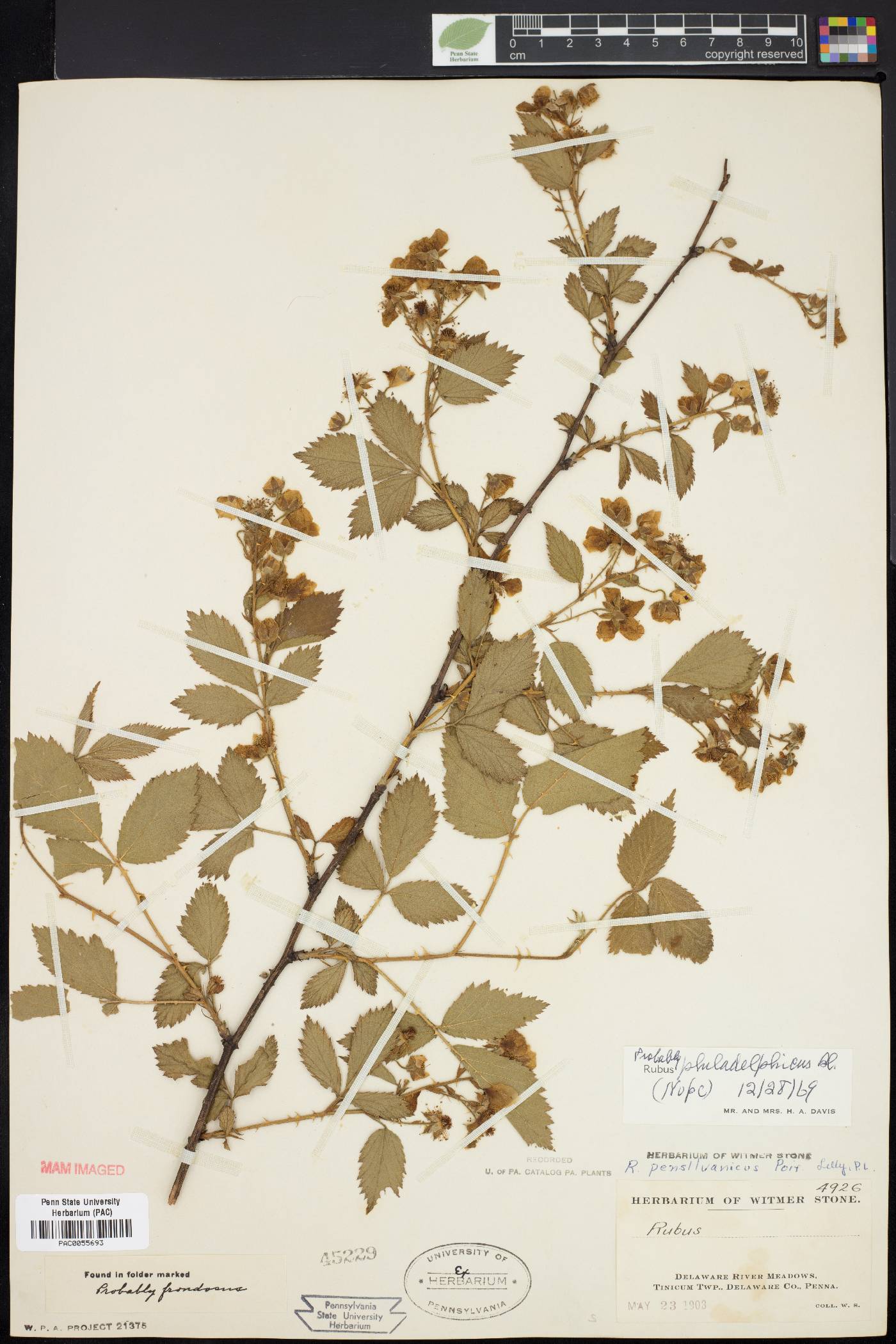 Rubus philadelphicus image